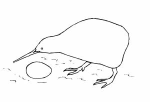 Раскраски киви птица