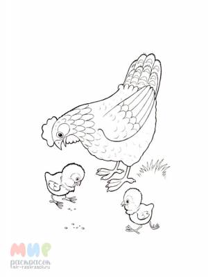 Раскраска Домашние Птицы Часть 2