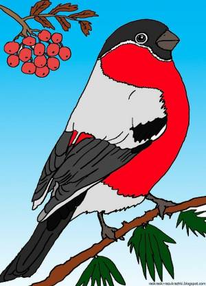 Снегирь раскраска цветная