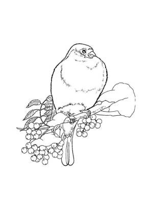 Раскраски Снегирь на рябине