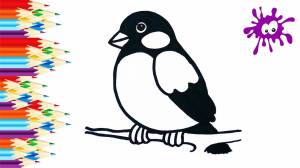 Как нарисовать снегиря