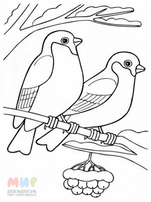 Раскраска Снегирь