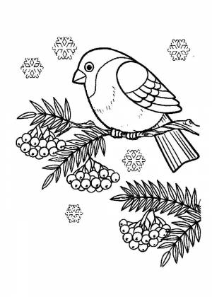 Раскраска снегири