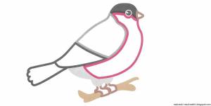 Снегирь раскраска цветная