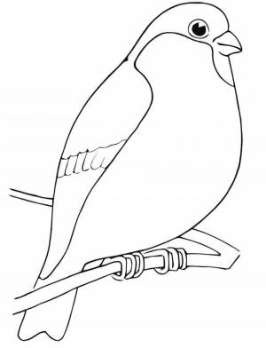 Раскраски Снегирь фото