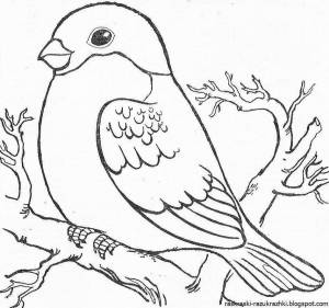 Раскраски Снегирь для детей 6 7 лет