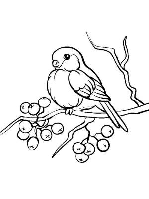 Раскраски Снегирь