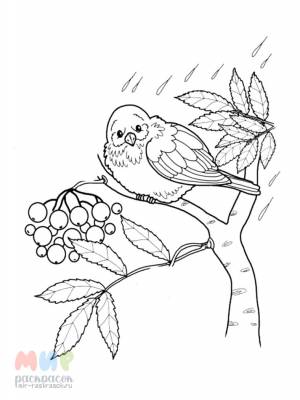 Раскраска Снегири на рябине