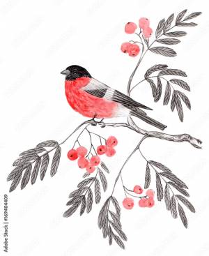 Рисунок акварелью Снегирь на ветке рябины Иллюстрация Stock