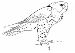 Раскраска Сокол