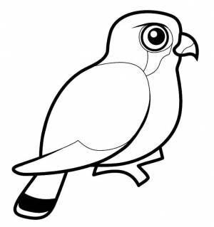 Раскраски Раскраска Сокол птицы