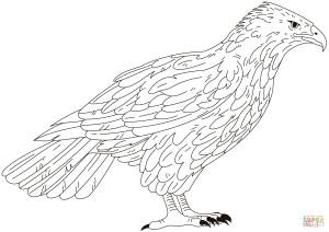 Раскраска Сокол