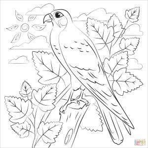 Раскраска Сокол