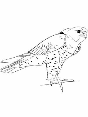 Раскраска Сокол   в формате