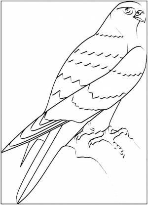 Раскраска Сокол