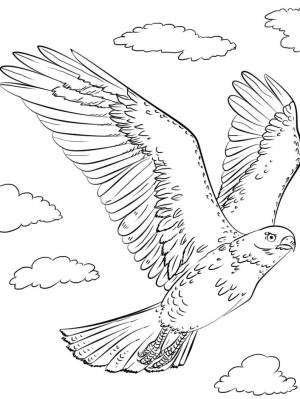 Раскраска Сокол   в формате