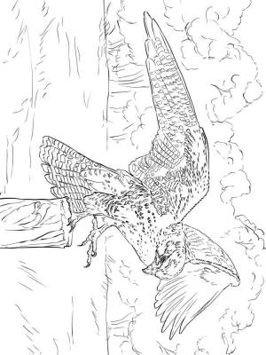 Раскраски Сокол