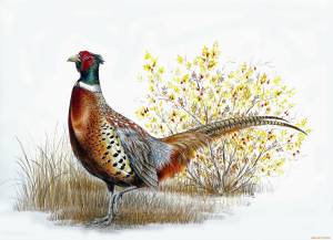 Фазан рисунок для детей