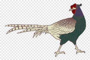 Фазан, Птица, Птица, Красочный, png