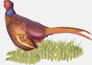 Фазан, другие, Разное, фотография, курица png