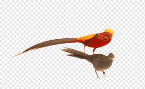 Цыпленок Золотой фазан Bird Galliformes, Золотая фазан, Золотая рамка, бесплатный шаблон дизайна логотипа, курица png