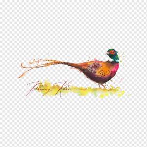 Chrysolophus pictus, золотой фазан, птица, акварель, png