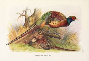 A monograph of the pheasants
