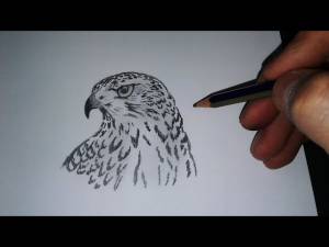 Hawk