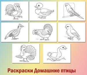 Лексическая тема Домашние птицы