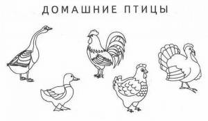 Раскраски Домашние птицы и их детеныши