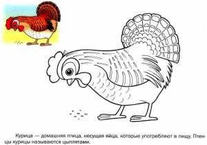 Домашние птицы