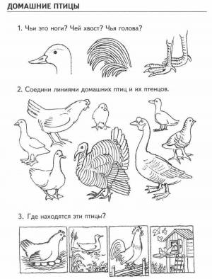 Раскраски домашние птицы с детенышами