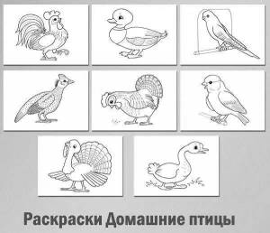 Раскраски Домашние птицы и их детеныши