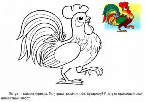 Домашние птицы