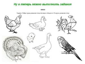 Картинки домашних птиц окружающий мир
