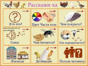 РАЗВИТИЕ РЕЧИ