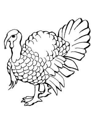 Раскраски Индюк