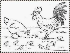 Раскраски домашние птицы