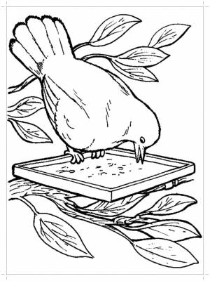 Раскраски кормушки, Раскраска Голубь ест из кормушки Голубь