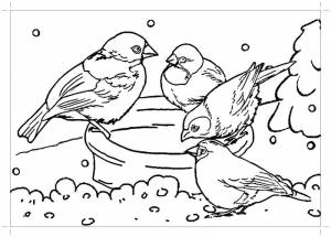 Раскраски кормушки, Раскраска воробьи у кормушки