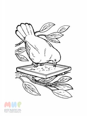 Раскраска Кормушка для птиц Часть 1