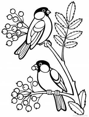 Раскраска снегирь и синица