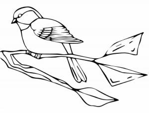 DataLife Engine > Версия для печати > Раскраски синица птица