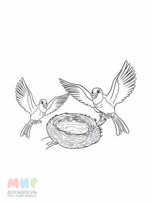 Раскраска Птичье гнездо Часть 2