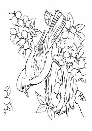 Птица в гнезде раскраска для детей