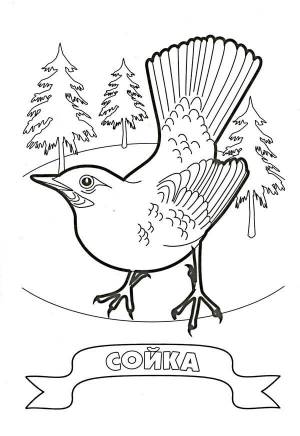 Раскраска Сойка