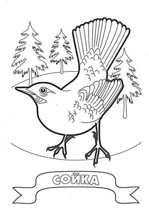 Раскраски Сойка