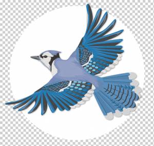 Голубая сойка Bird Flight Wing, Голубая сойка, певчая птица, полет, птица png