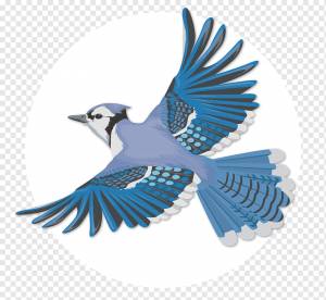 Голубая сойка Bird Flight Wing, Голубая сойка, певчая птица, полет, птица png