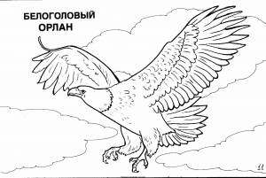 Раскраска белоголовый орлан